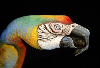 Parrot on black - Ph. Guido Daniele